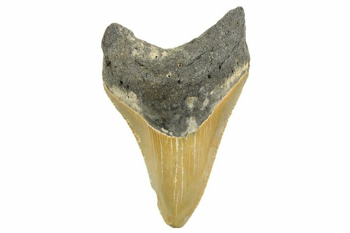 Serrated, Fossil Megalodon Tooth - North Carolina #257775